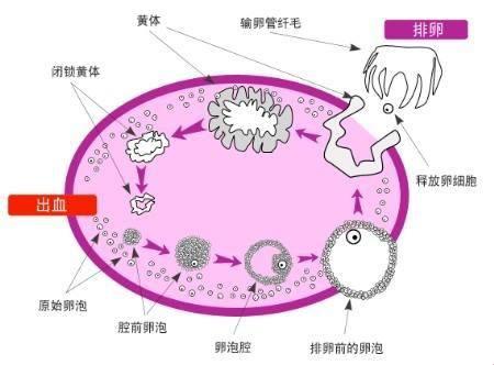 试管婴儿卵泡监测