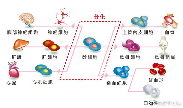 干细胞